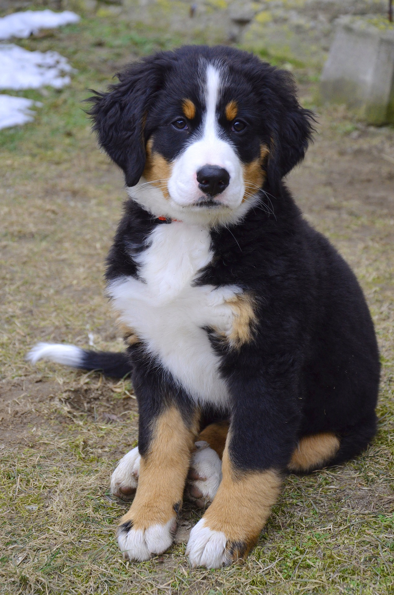 big mountain dog bernese