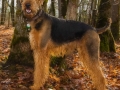 Happy Airedale Terrier Dog In Autum Setting