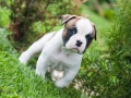Funny nice red white American Bulldog puppy is walking on the grass. Puppy's acquaintance with nature. Dog puppy is afraid and interested in the world around him