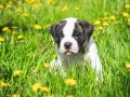 Puppy American Bulldog For A Walk In The Park.