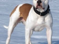 american-bulldog-in-the-snow.jpg