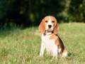 Beautiful Tricolor Puppy Of English Beagle Seating On Green Grass. Beagle Is A Breed Of Small Hound,