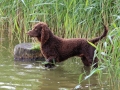 American Water Spaniel In A River