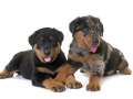puppies beauceron in front of white background