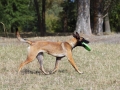 The  dog Belgian Malinois dog brings a disk on command