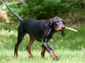 black and tan coonhound playing fetch with a stick