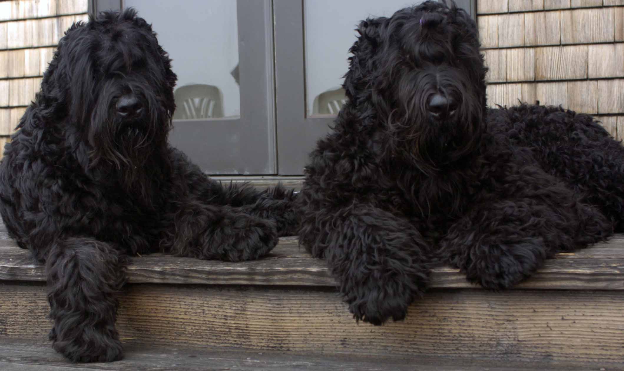 Big Black Dog Breeds, 10 Breeds of Dog with Wonderful Black Coats ...