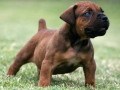 Boerboel puppy 1