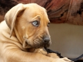 Boerboel puppy 4