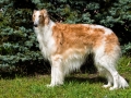 Borzoi Russian brown. The Borzoi Russian dog is on the green grass.
