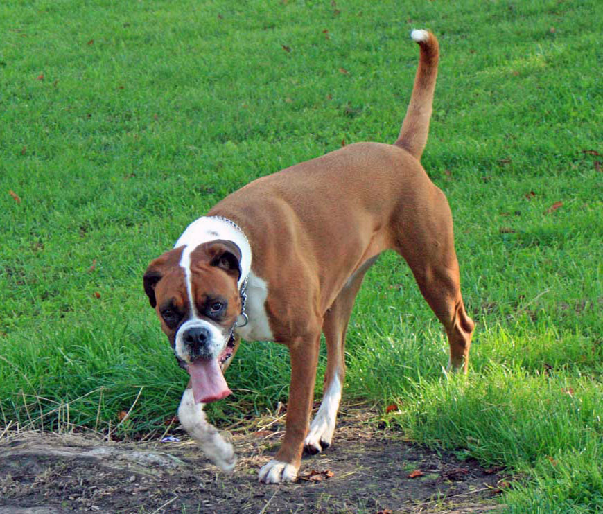 Boxer Dog - All Big Dog Breeds