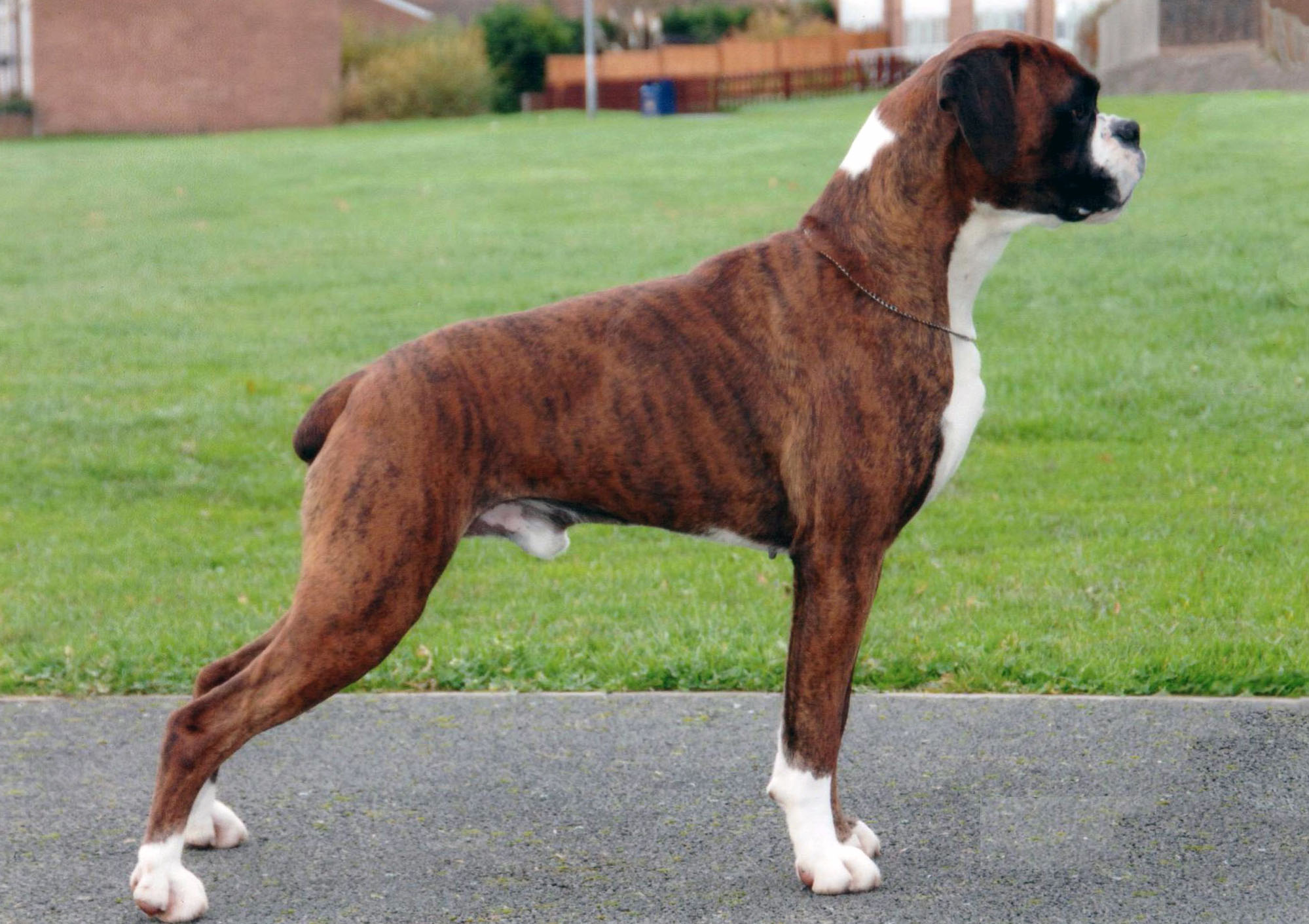 large boxer dog