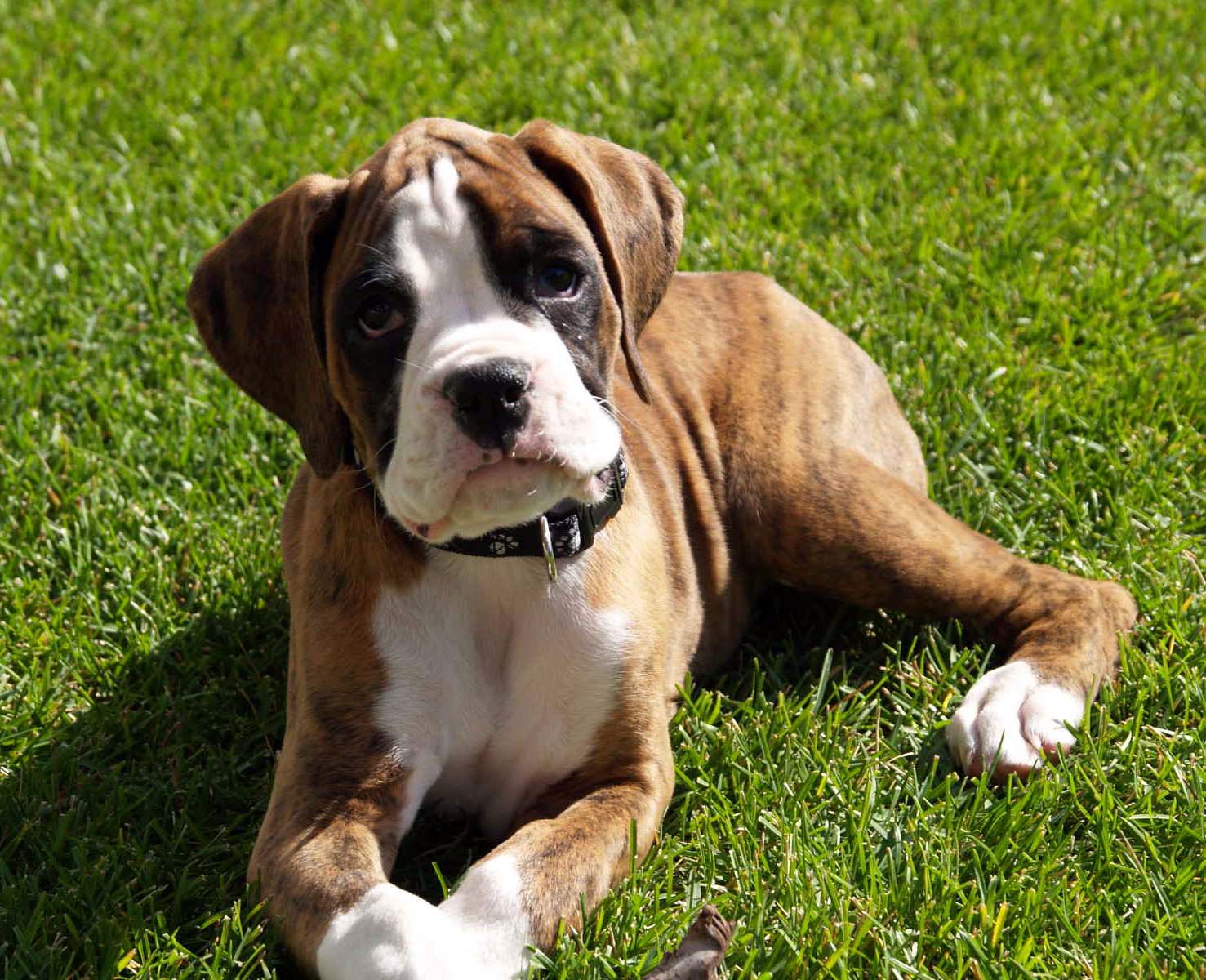 Fists of Fur: Getting to Know the Boxer Dog Breed - All Big Dog Breeds