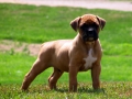 Boxer Puppy 1