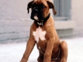 Boxer Puppy 3