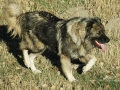 Caucasian Shepherd Dog 12