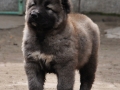 Caucasian Shepherd puppy 8