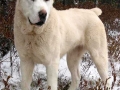 Central-Asian-Shepherd-Dog-03