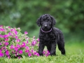 adorable curly coated retriever puppy outdoors in summer