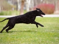 active curly coated retriever dog