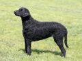 Typical Curly Coated Retriever in the spring garden