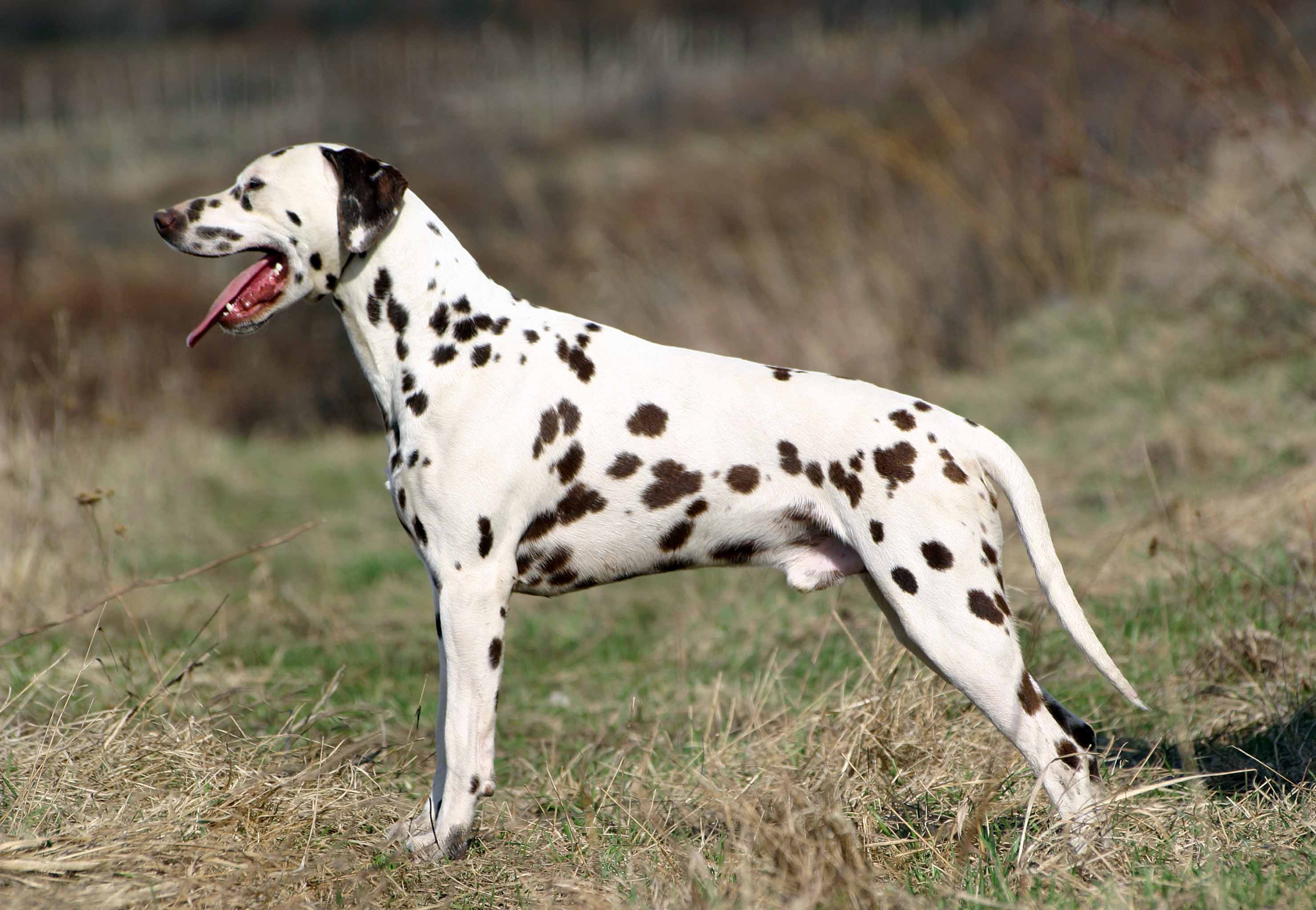 Dalmatian All Big Dog Breeds