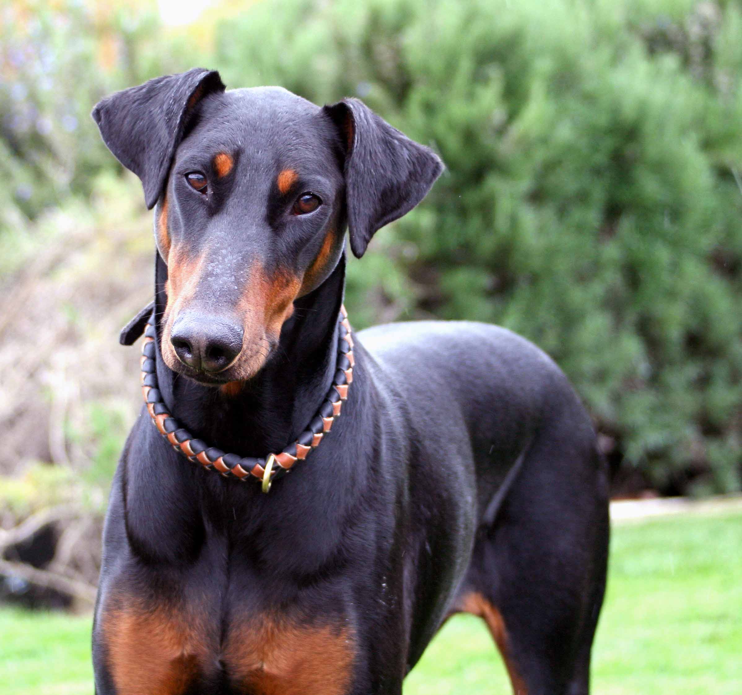 Doberman Pinscher 04