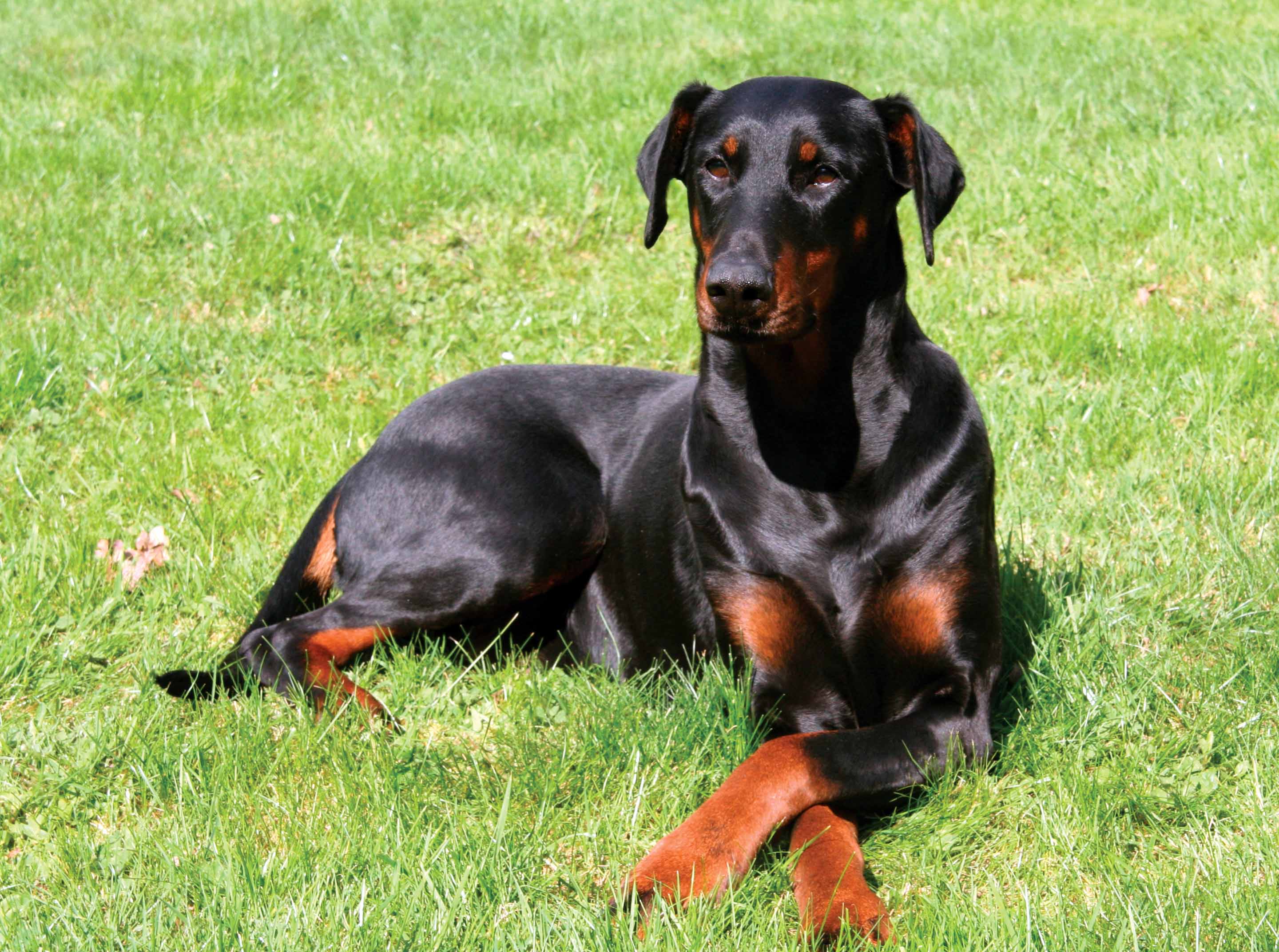 Doberman Pinscher Companion