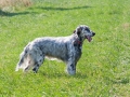 English Setter on the meadow - hound