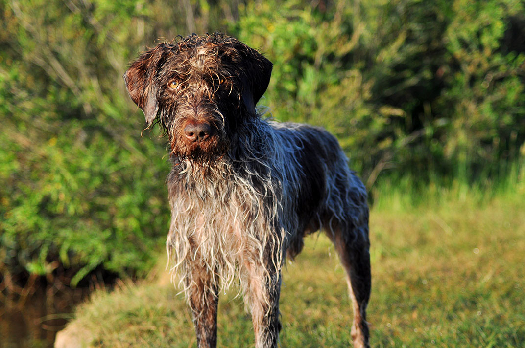 German Wirehaired Pointer Photos.