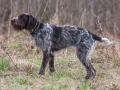 hunting dog german wirehaired pointer on the field