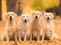 Golden Retriever Dog In The Nature An Autumn Day