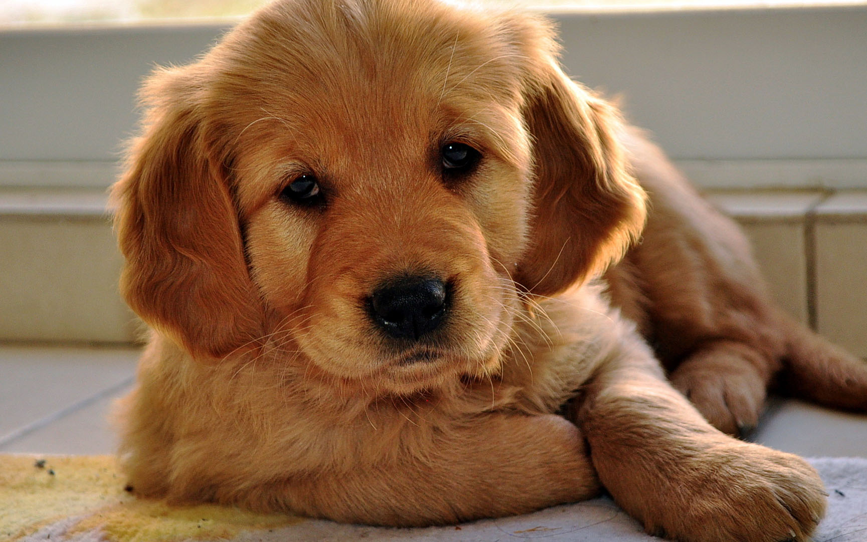 Golden Retriever Puppy breeders For Sale In France