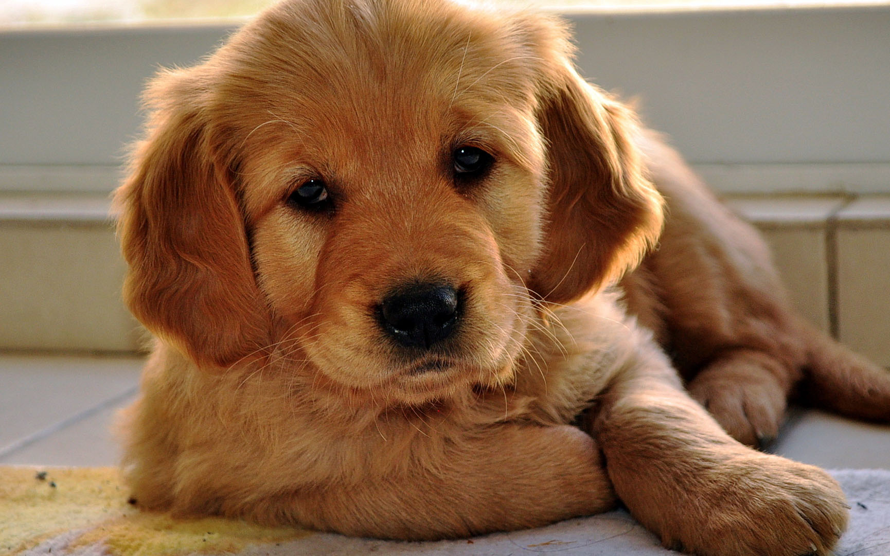 Golden Retriever - GolDen Retriever Puppy 2