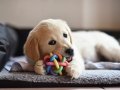 Golden Retriever Dog Puppy Playing With Toy