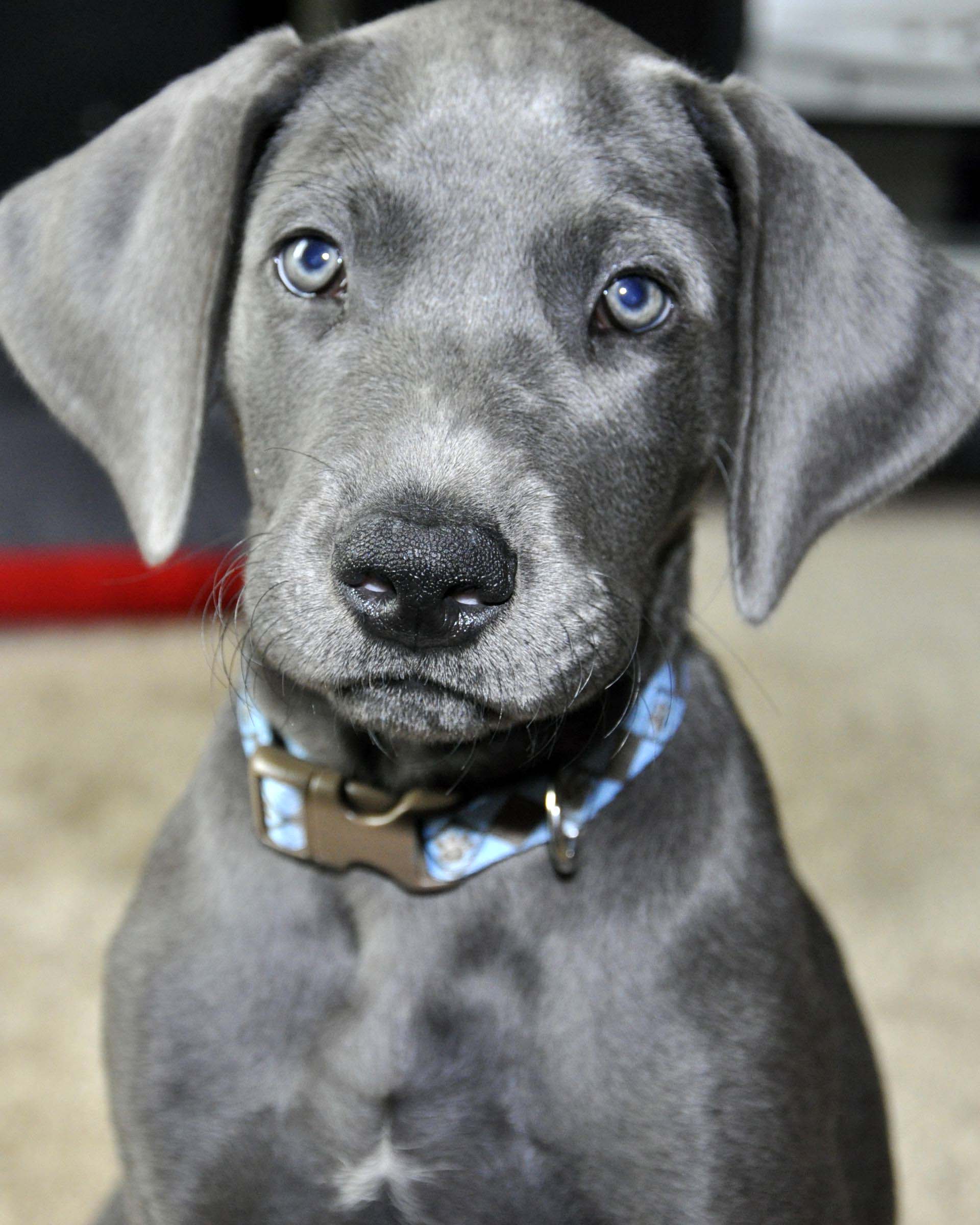 Great Dane Dog Breed - Photos All Recommendation