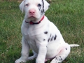 Great Dane puppy 3