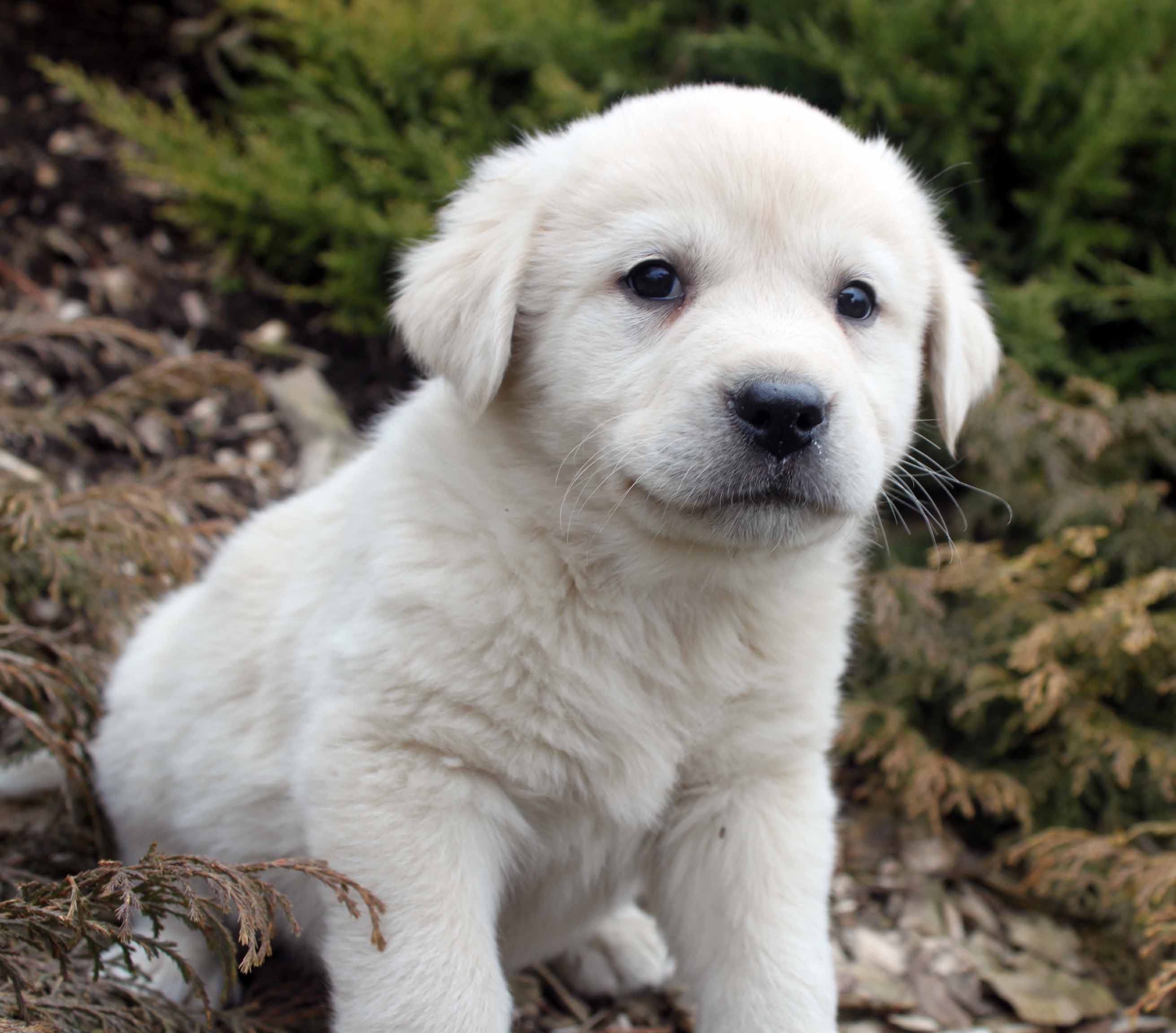 Great Pyrenees - All Big Dog Breeds