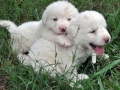 Great Pyrenees puppy 2