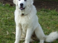 Great Pyrenees 7
