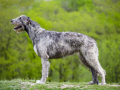 Irish Wolfhound stays on a green grass on a green background