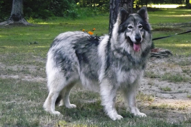 Native American Indian Dog - All Big Dog Breeds