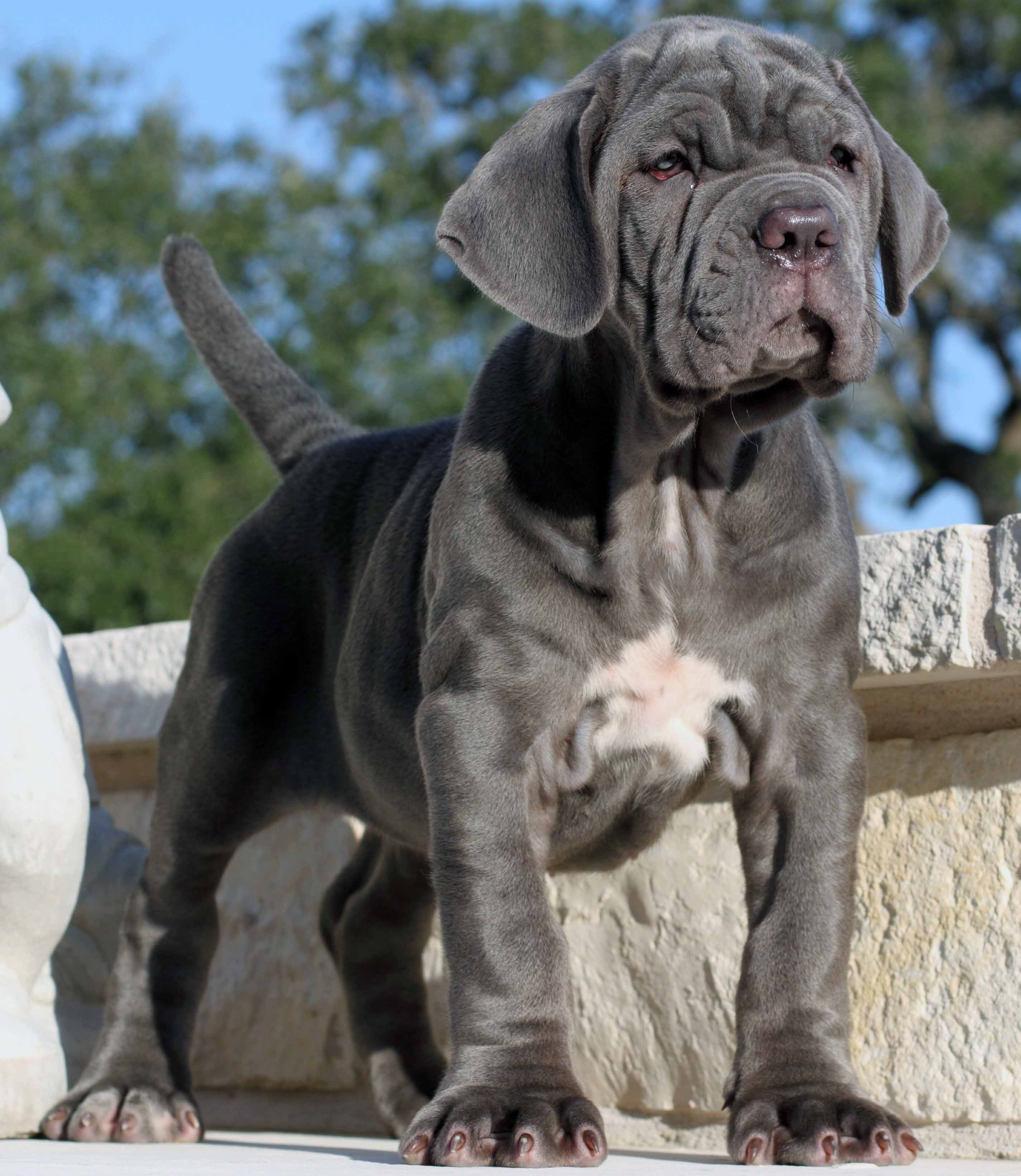 Neapolitan Mastiff - All Big Dog Breeds