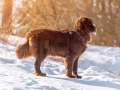 Newfoundland Brown Dog Stand Looking Around In Winter Sunny Day