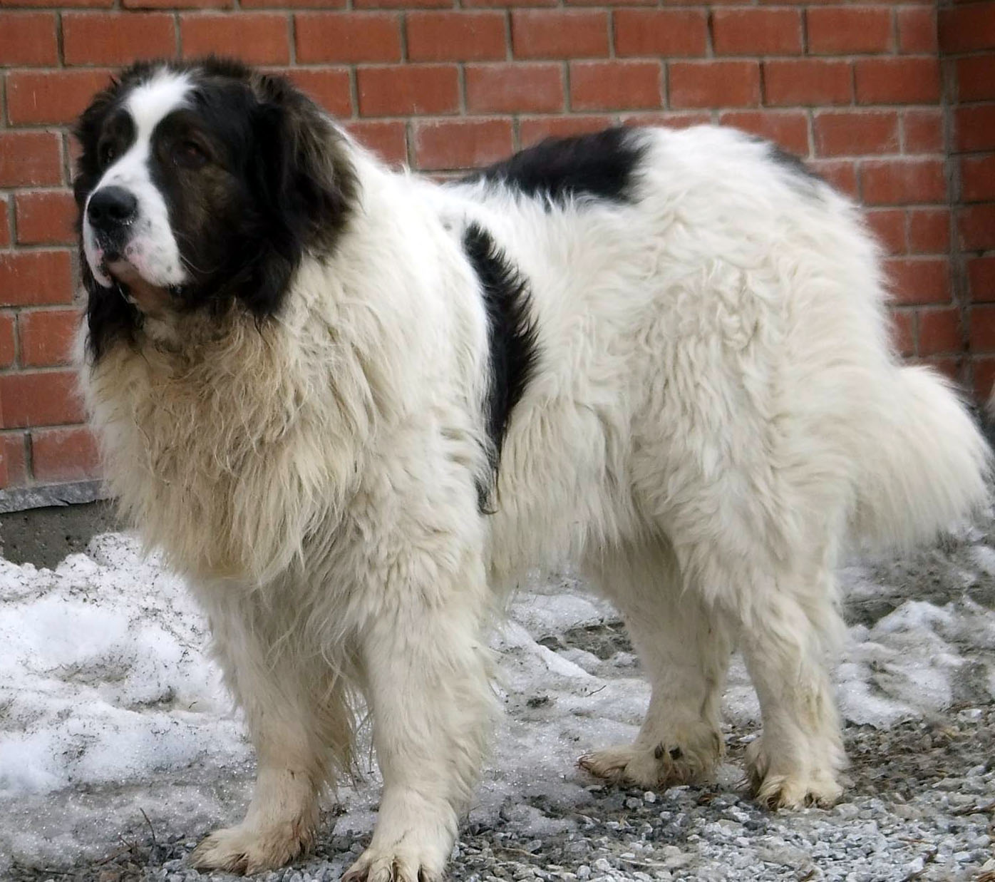 Pyrenean Mastiff All Big Dog Breeds