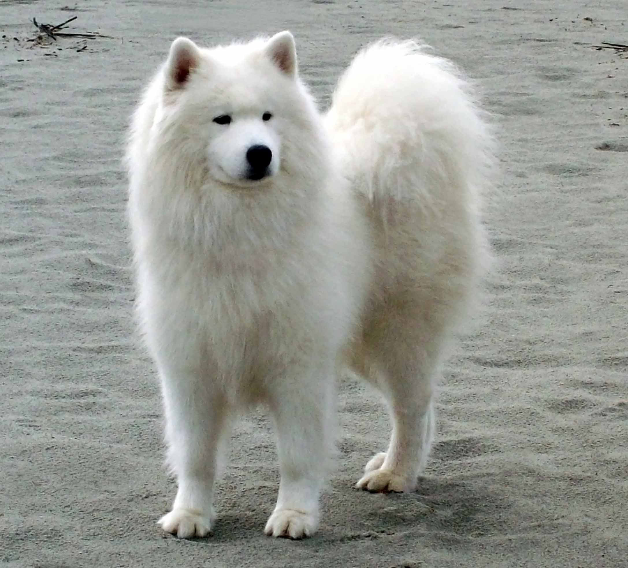 Samoyed Dog - All Big Dog Breeds