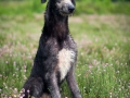 Scottish Deerhound 3