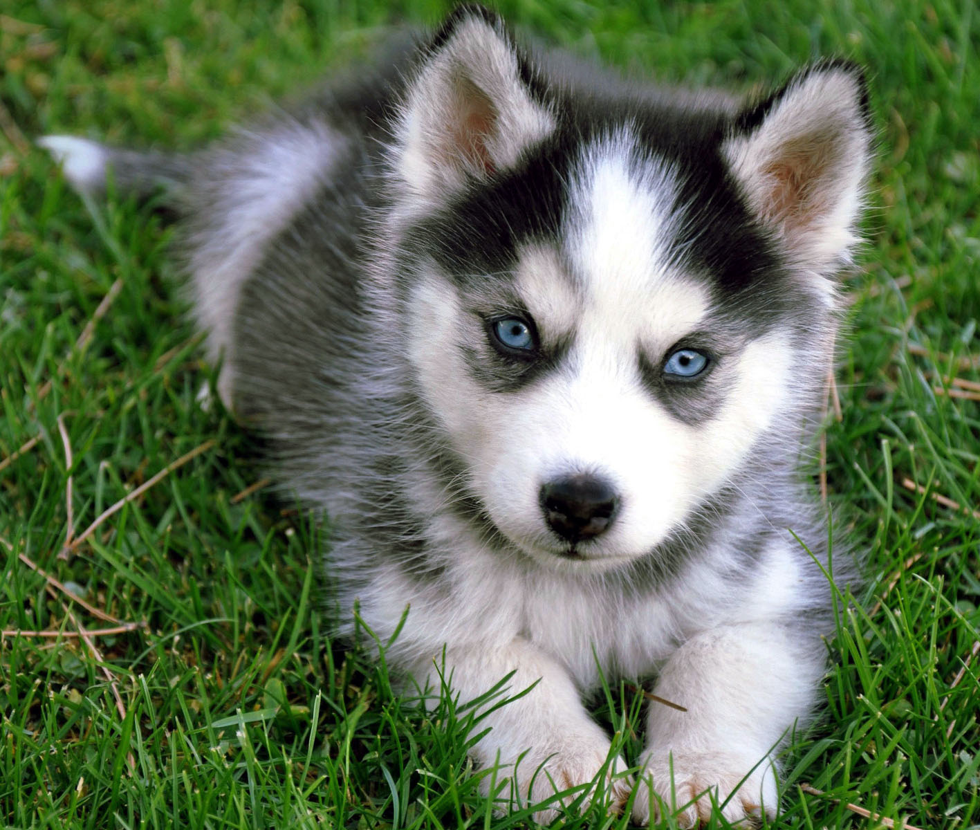 Albums 104+ Pictures siberian husky puppy images Stunning