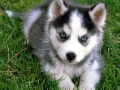 Siberian Husky puppy 4