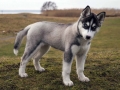 Siberian Husky puppy 5